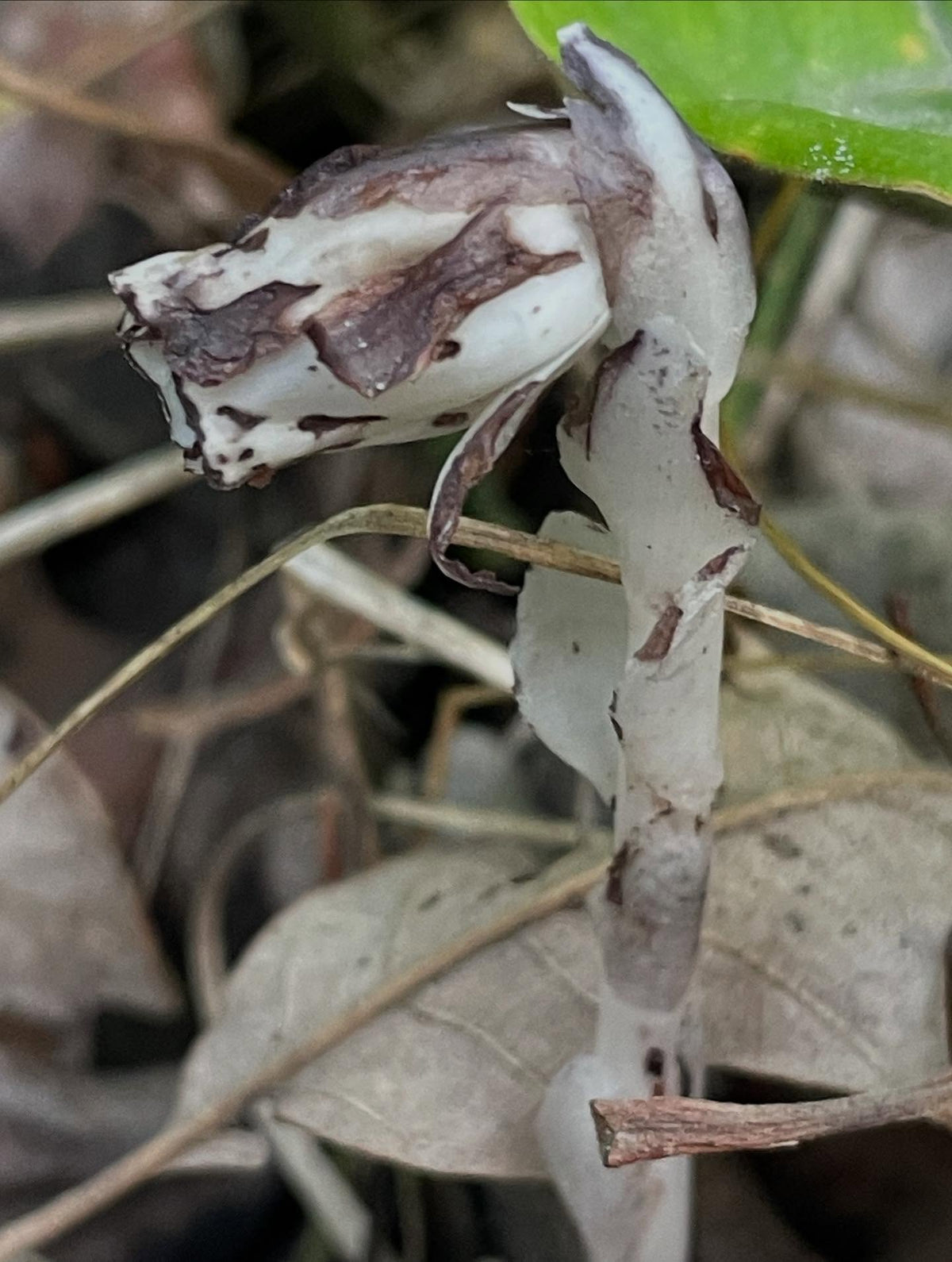 ghost pipe, image 4 of 5