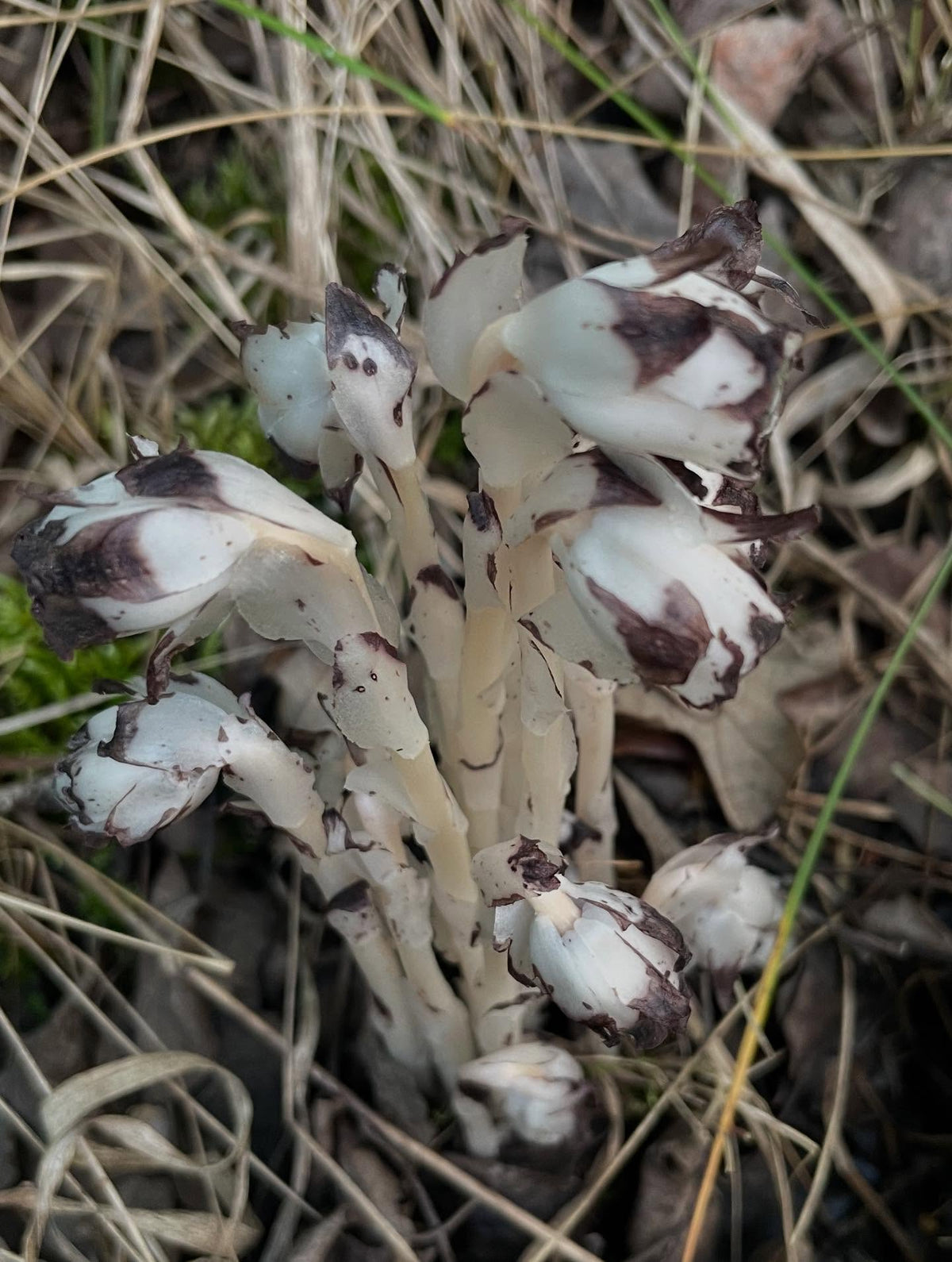 ghost pipe, image 5 of 5