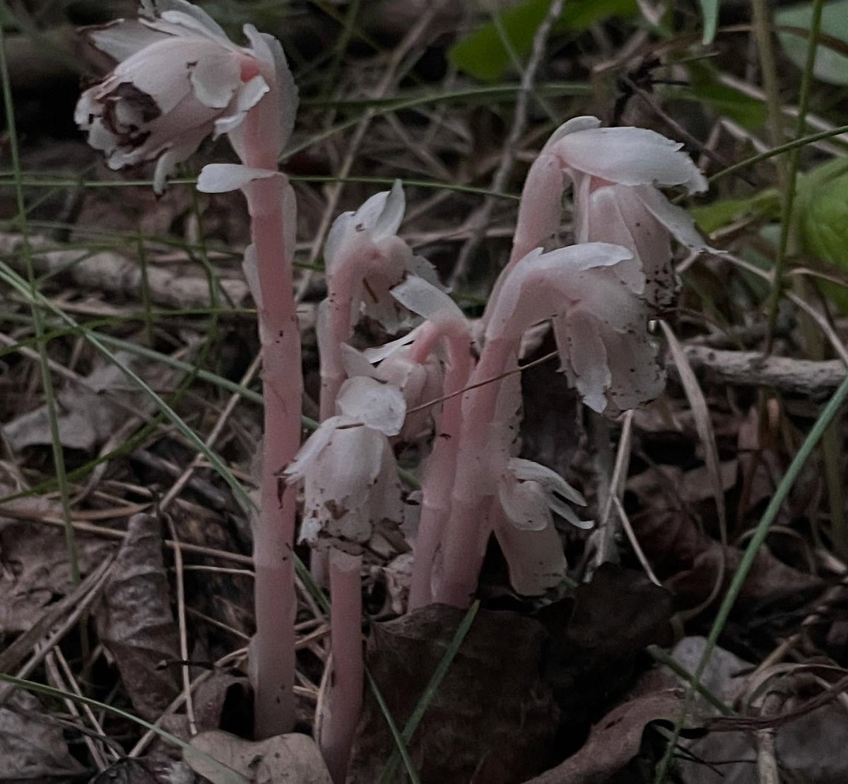 ghost pipe, just found this rare plant growing nearby in the shade by some oaks, image 1 of 3