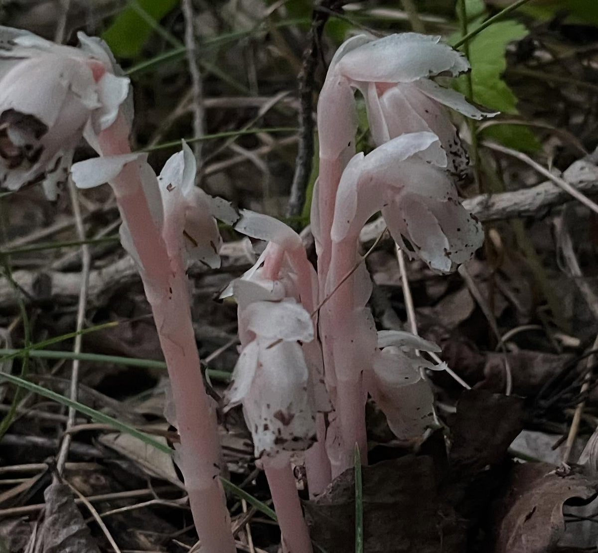 ghost pipe, just found this rare plant growing nearby in the shade by some oaks, image 3 of 3