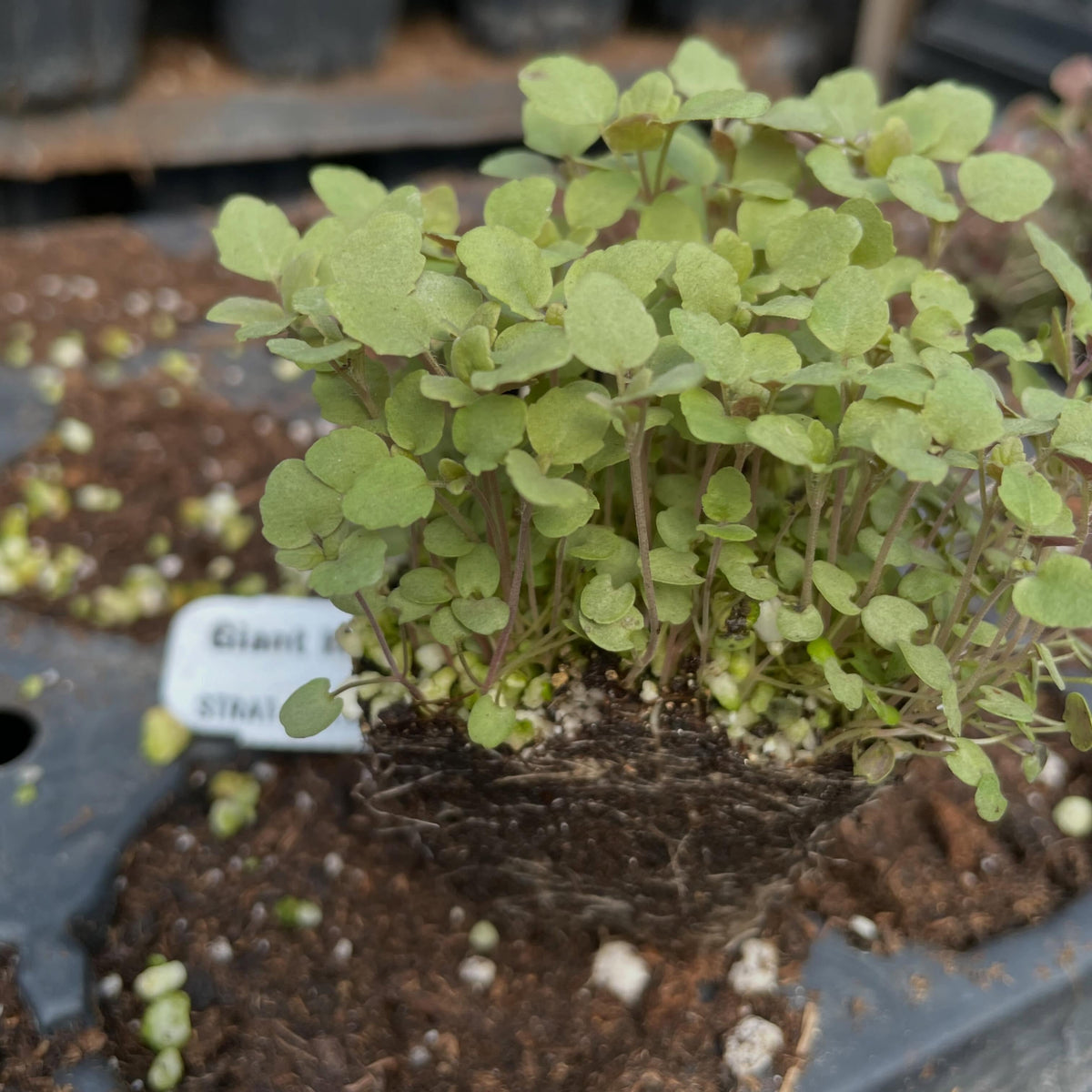 giant hyssop, image 1 of 3