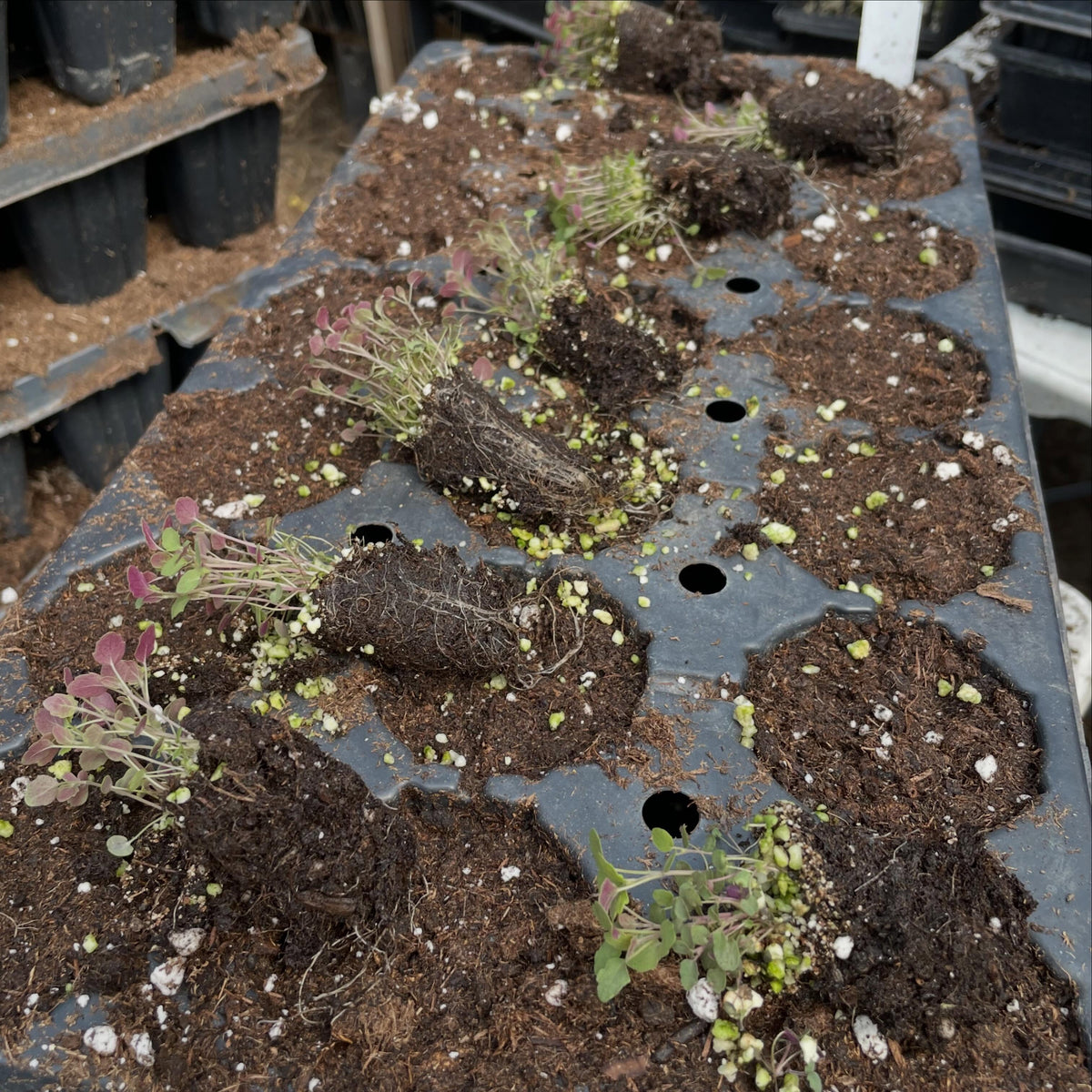 giant hyssop, image 3 of 3
