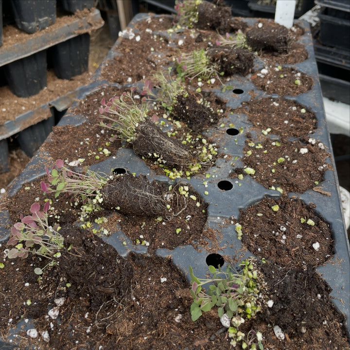 giant hyssop, image 3 of 3