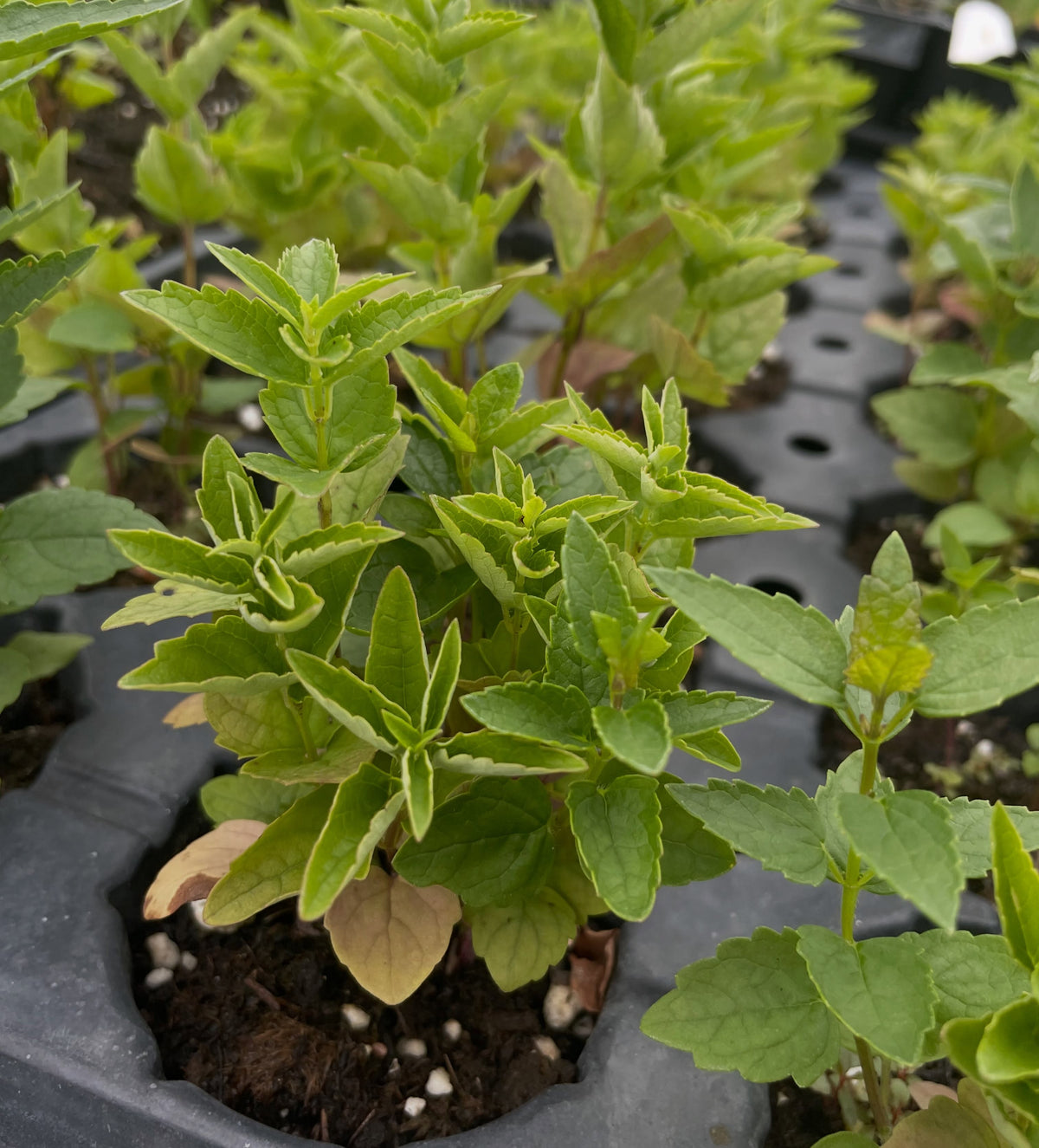 giant hyssop seedlings, three months old, image 1 of 4