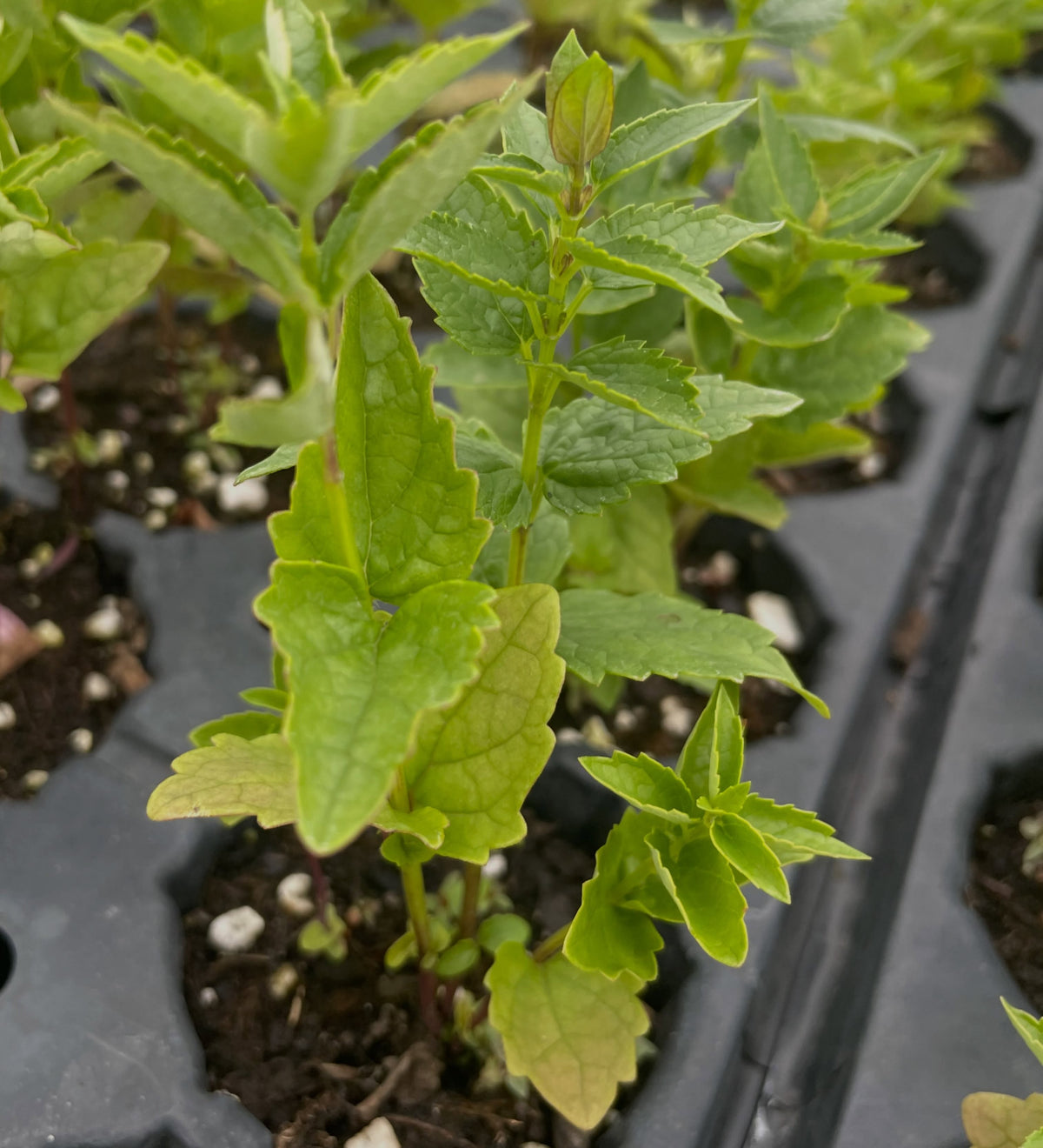 giant hyssop seedlings, three months old, image 2 of 4