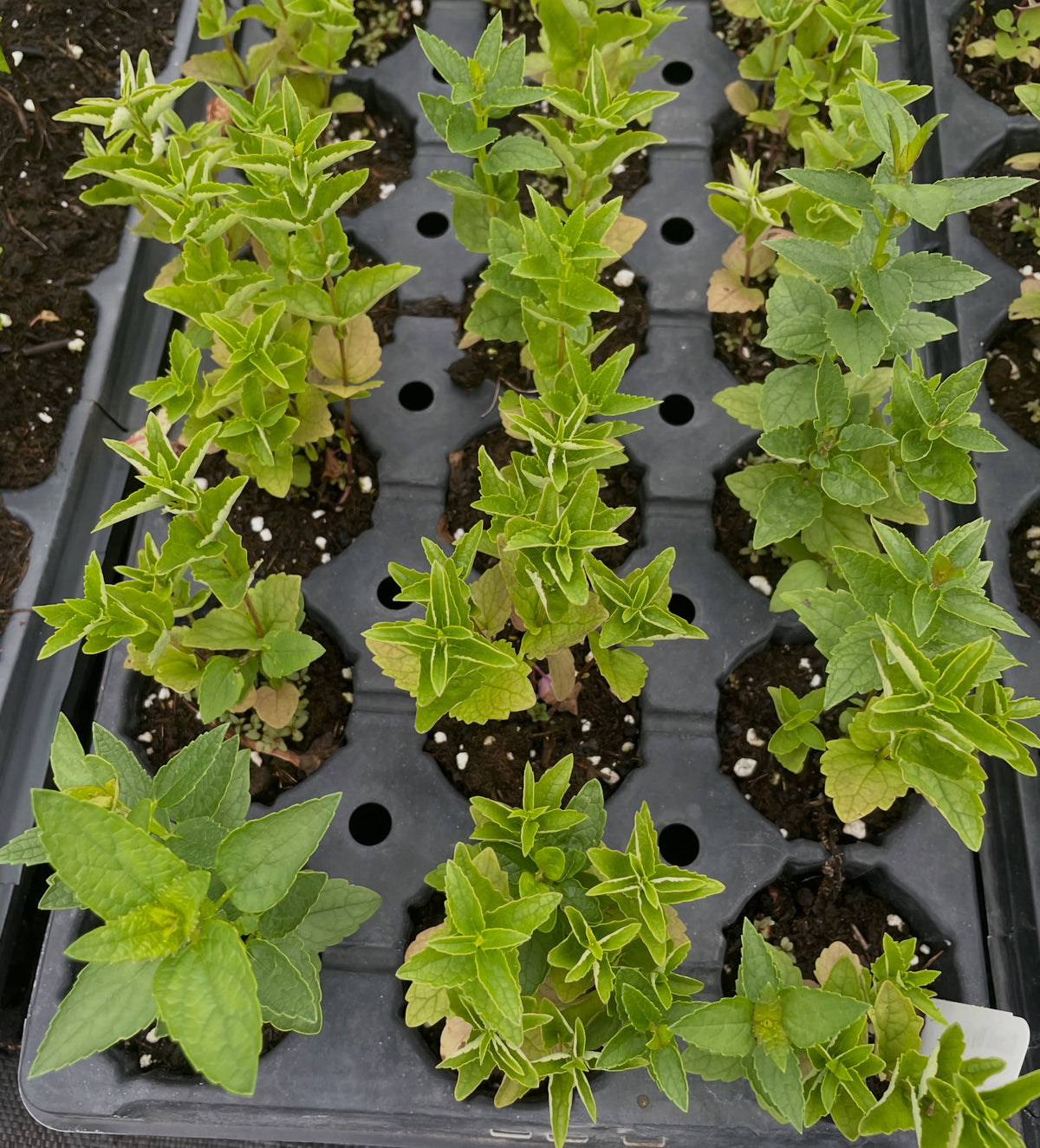 giant hyssop seedlings, three months old, image 3 of 4