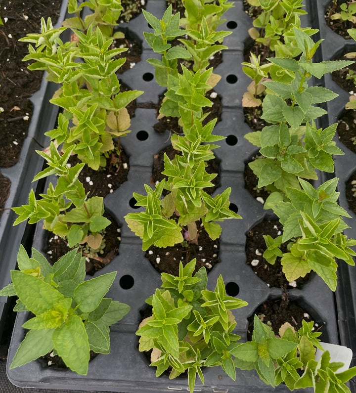 giant hyssop seedlings, three months old, image 3 of 4