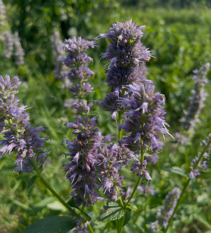 giant hyssop seedlings, three months old, image 4 of 4