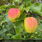 Ginger Gold Apple Tree