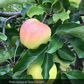 Ginger Gold Apple Tree