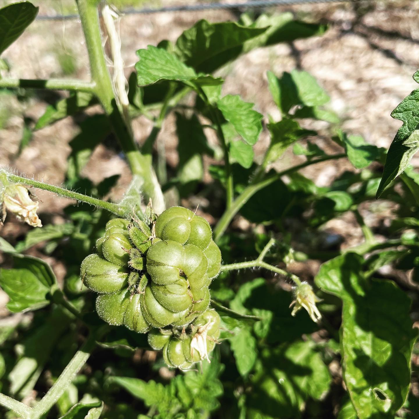 godzilla tomato – Oak Summit Nursery