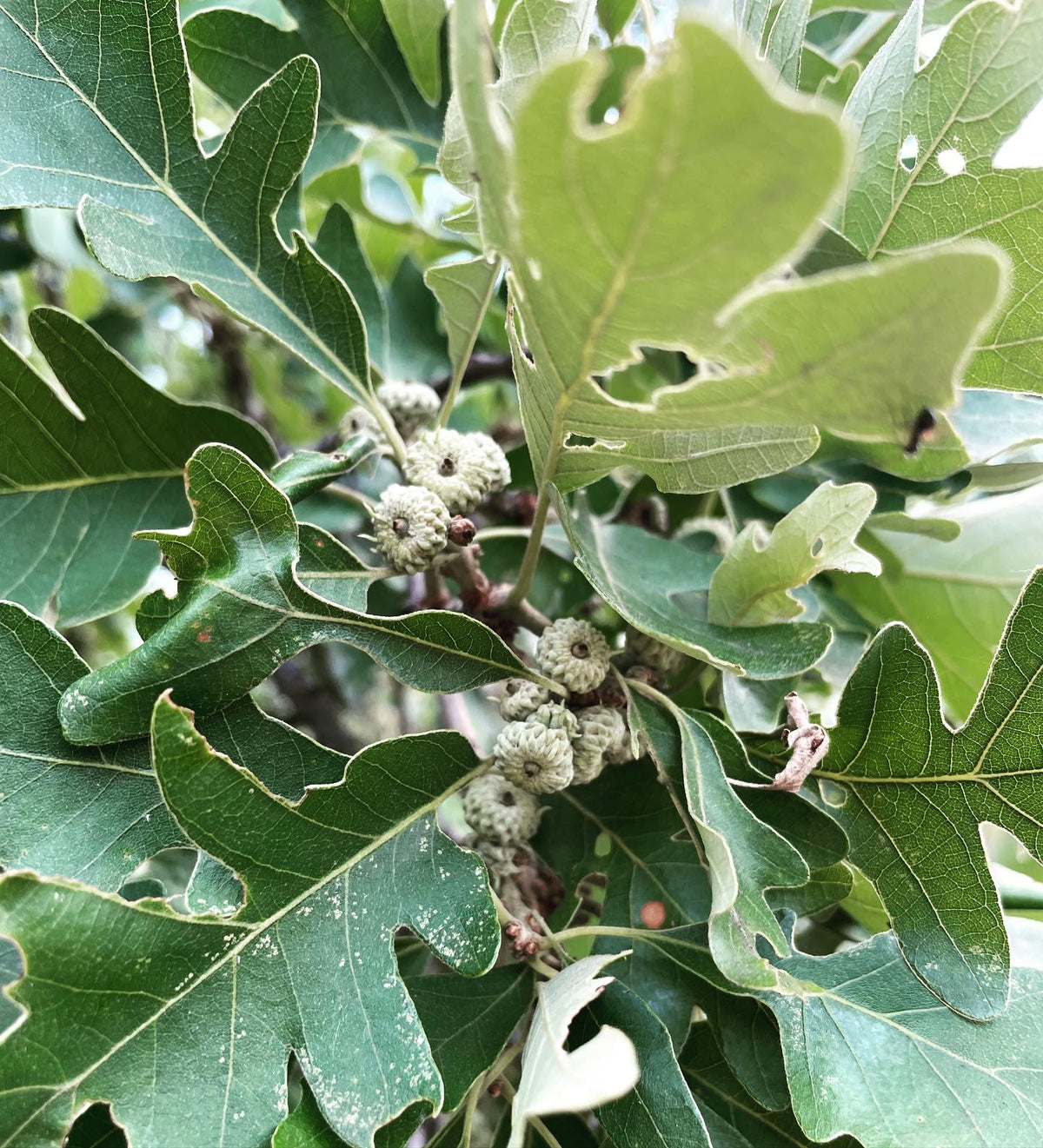 going to be a mast year for bur oak acorns