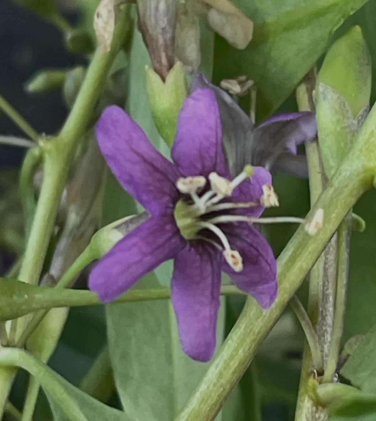 goji berries have these attractive purple flowers all summer, they have this unusual perpetual growth through the whole, image 2 of 5