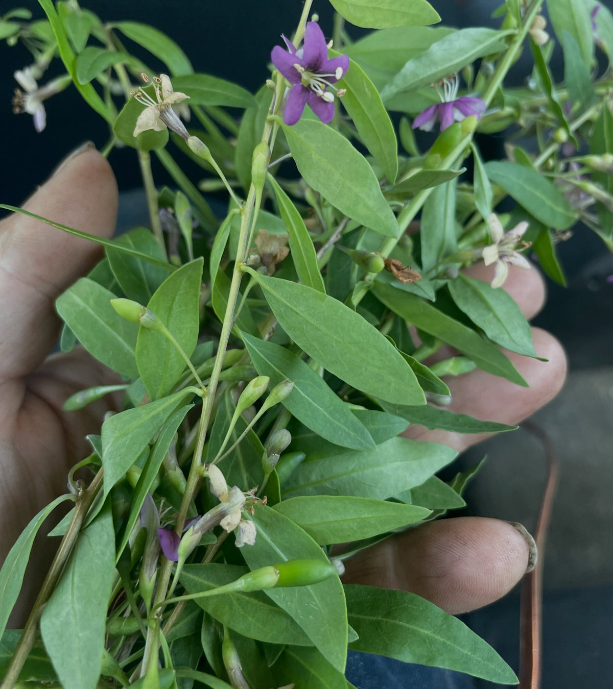 goji berries have these attractive purple flowers all summer, they have this unusual perpetual growth through the whole, image 3 of 5
