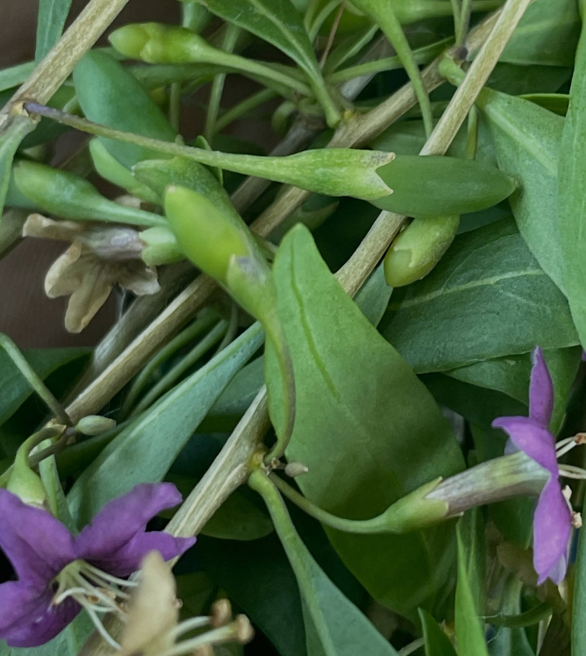 goji berries have these attractive purple flowers all summer, they have this unusual perpetual growth through the whole, image 4 of 5