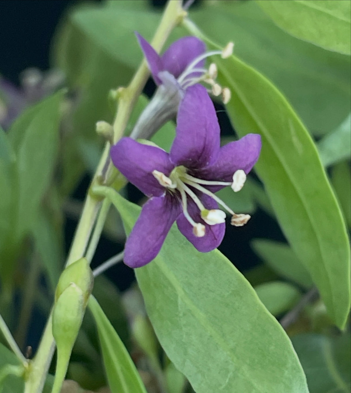 goji berries have these attractive purple flowers all summer, they have this unusual perpetual growth through the whole, image 5 of 5