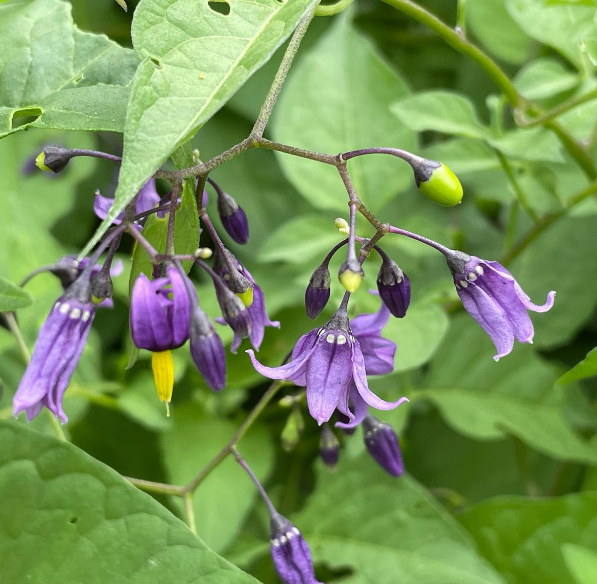 goji berries, I think, image 1 of 2