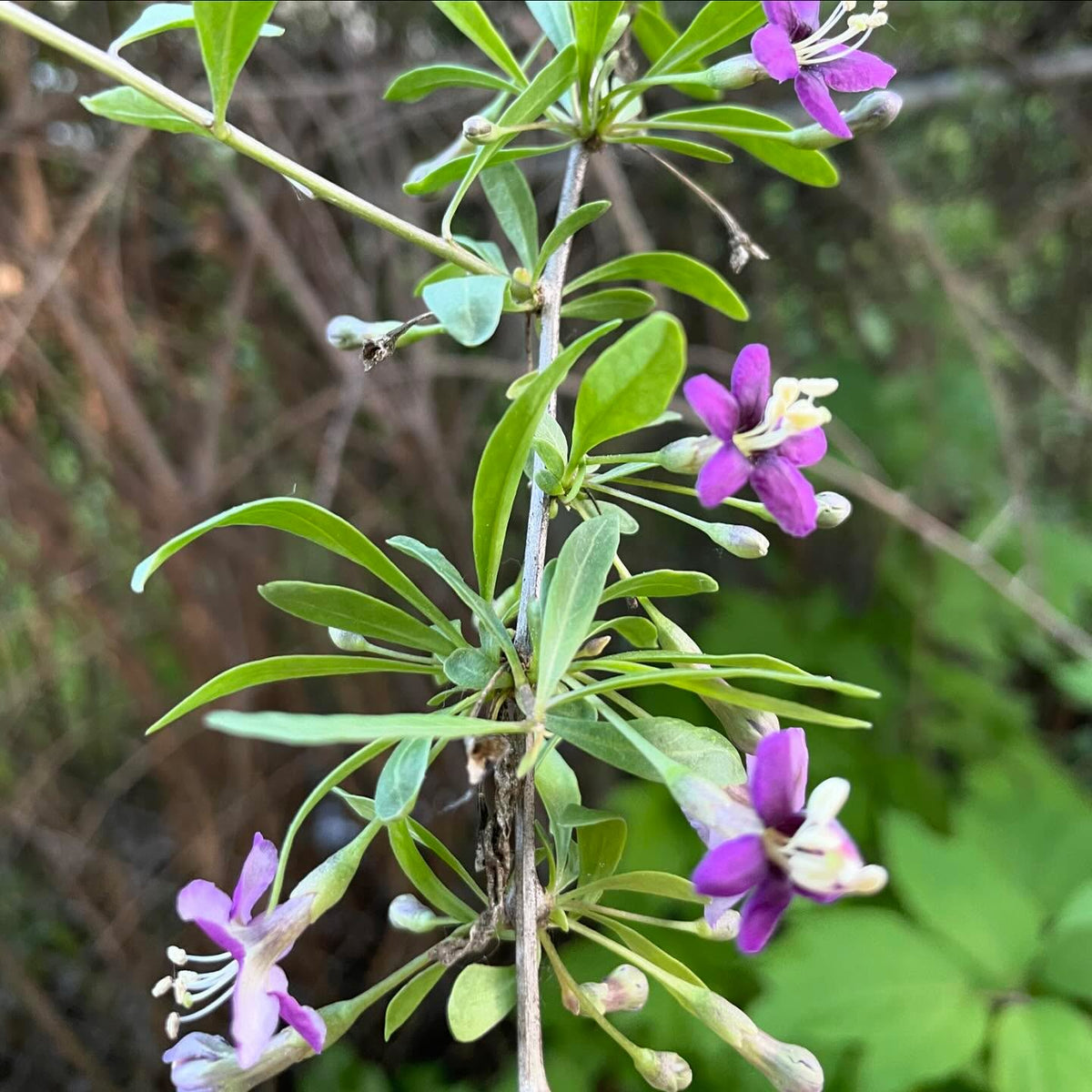 goji berry is early to start setting fruit right along with the haskaps and currants, these plants have flowers, green, image 1 of 2