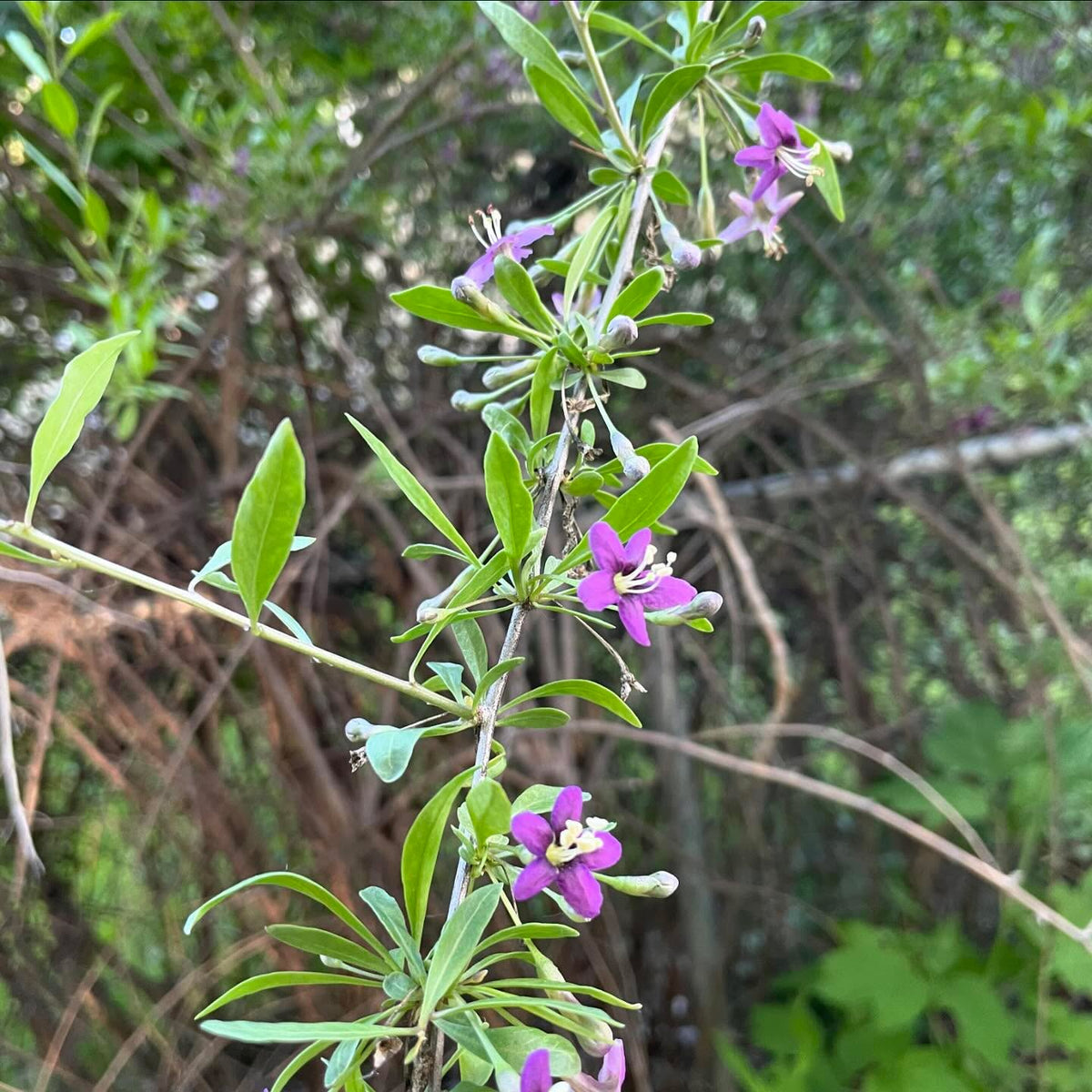 goji berry is early to start setting fruit right along with the haskaps and currants, these plants have flowers, green, image 2 of 2