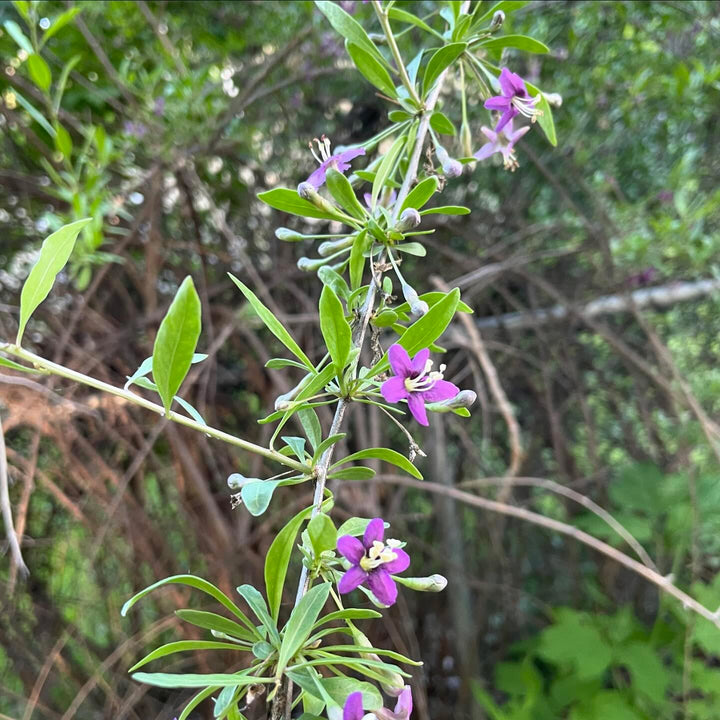 goji berry is early to start setting fruit right along with the haskaps and currants, these plants have flowers, green, image 2 of 2