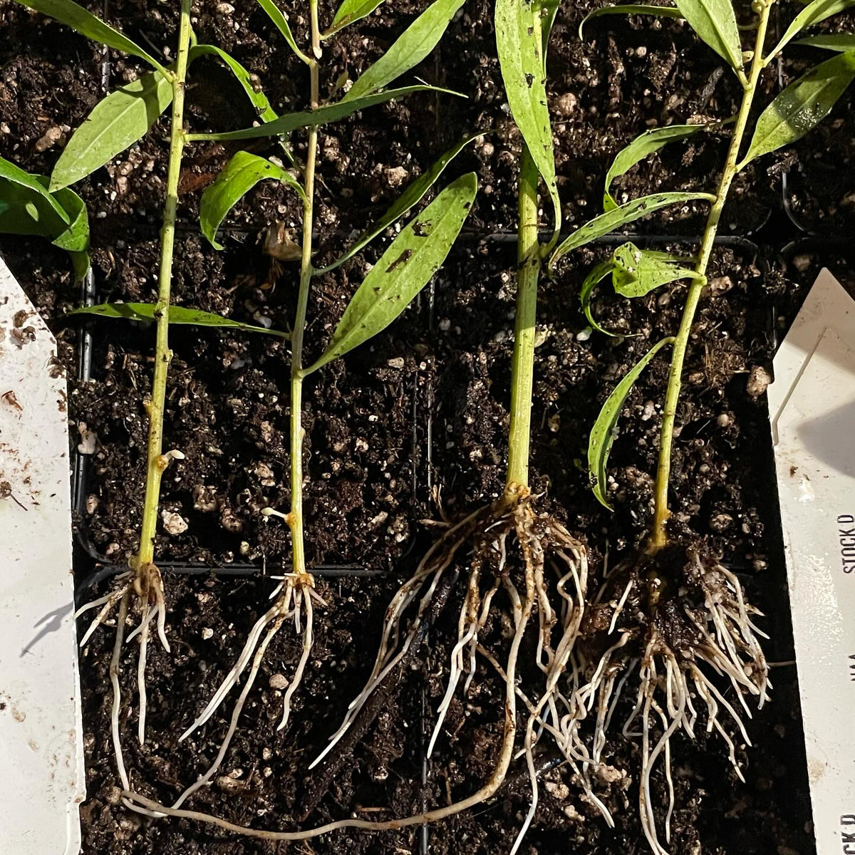 goji berry rooted using two different rooting hormones, on the right using an iba+naa liquid solution was a much better