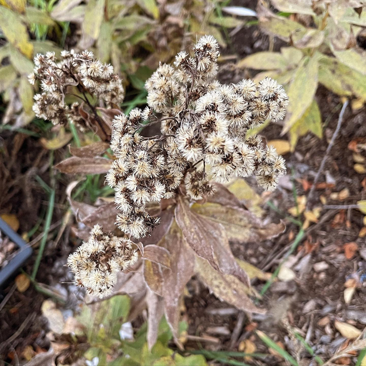 goldenrod does this poofy display when the seed mature #goldenrod, image 1 of 2