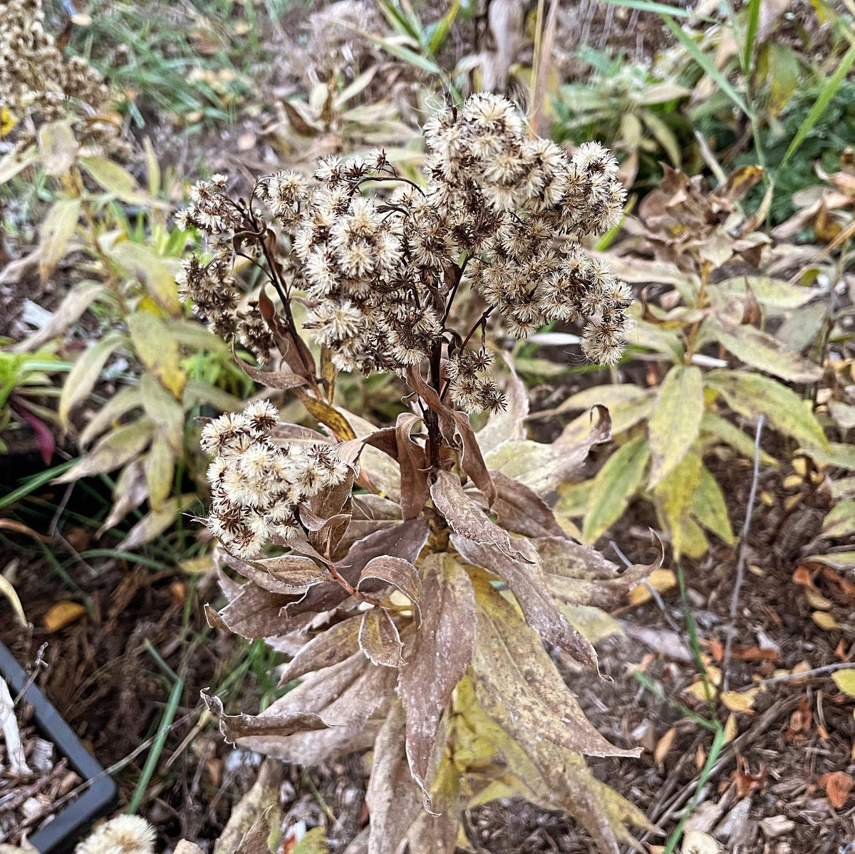 goldenrod does this poofy display when the seed mature #goldenrod, image 2 of 2