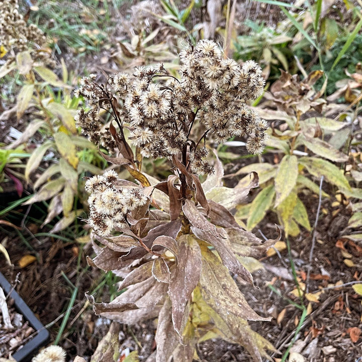goldenrod does this poofy display when the seed mature #goldenrod, image 2 of 2