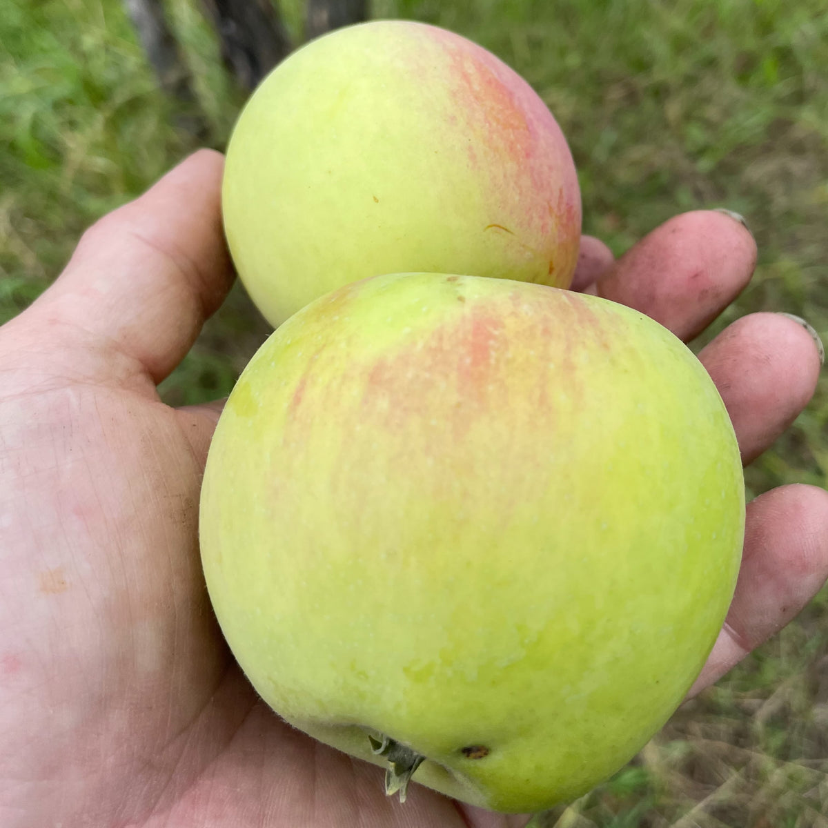Goodland apples ripe at the end of August, photograph 1 of 3