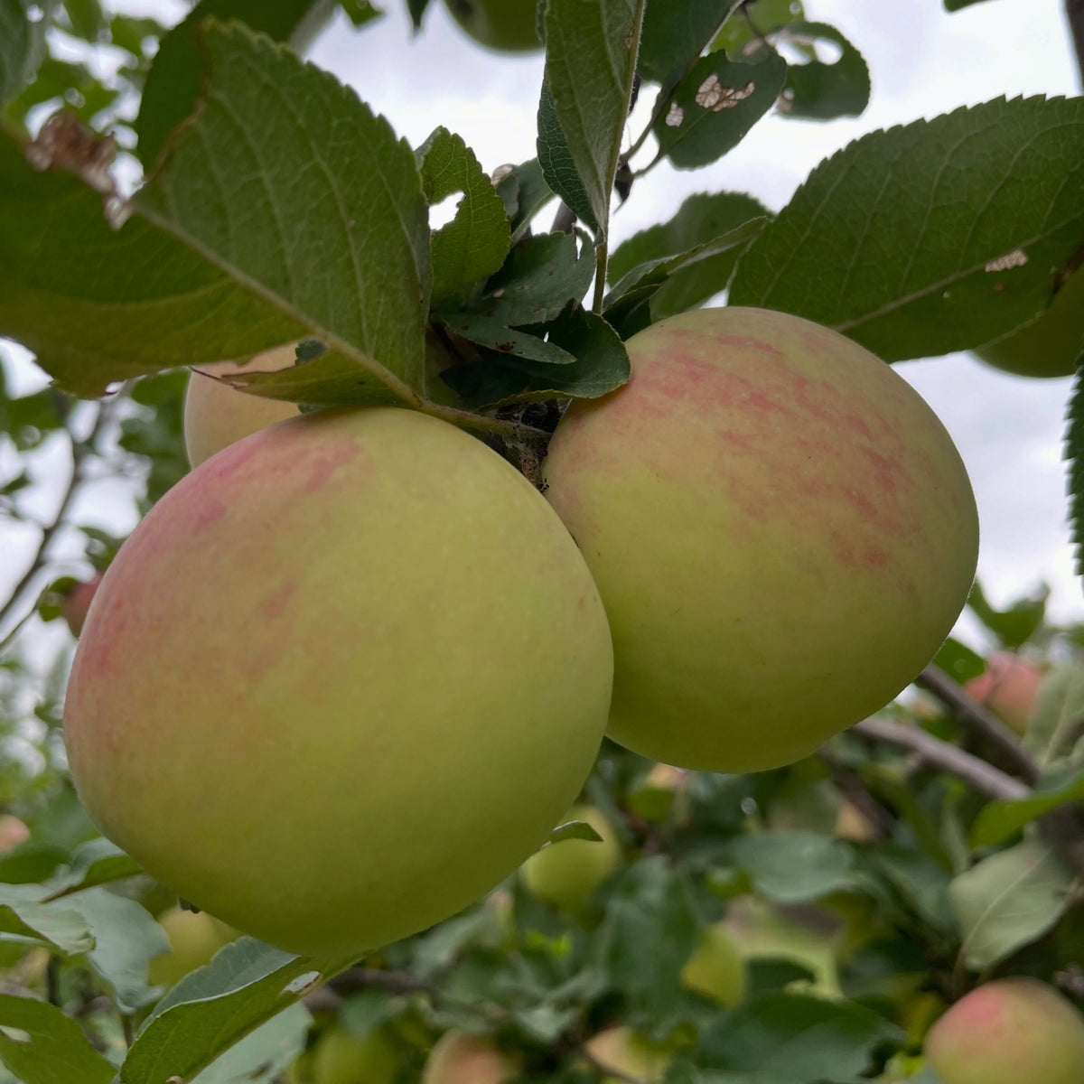 Goodland apples ripe at the end of August, photograph 2 of 3