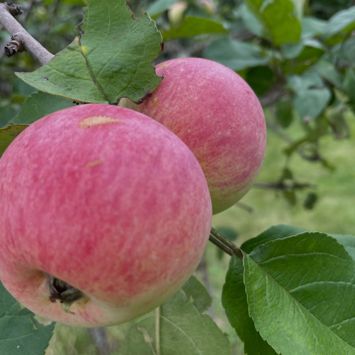 Goodland apples ripe at the end of August, photograph 3 of 3