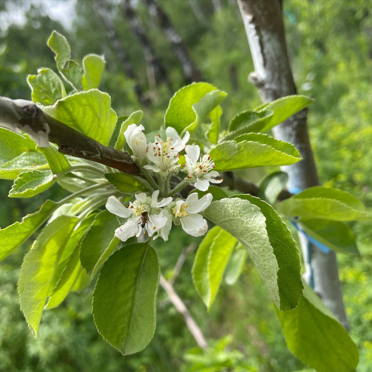 goodland apples are flowing this week
