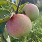 Goodland Apple Tree