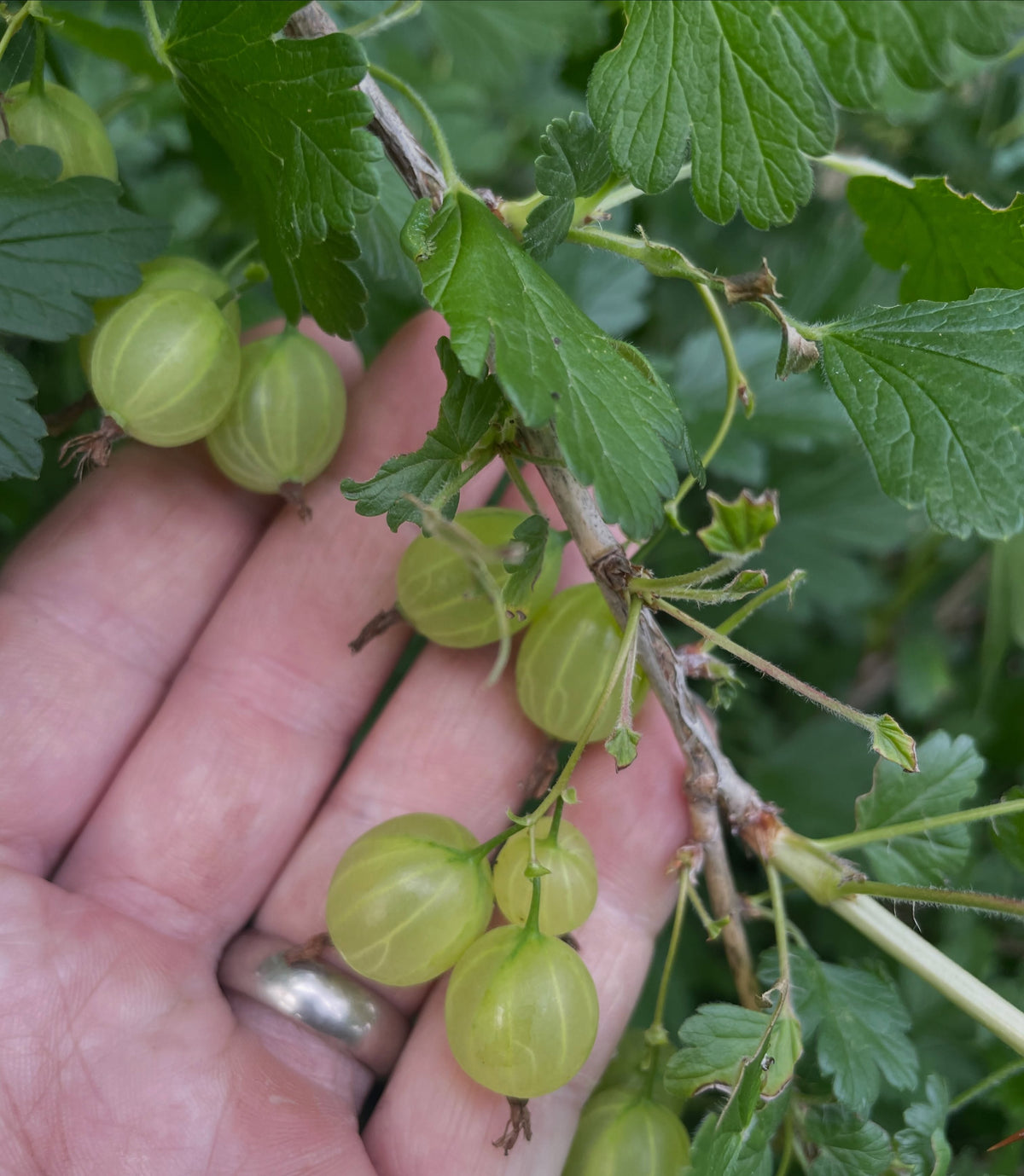 gooseberries sizing up, they'll be purple when ripe, image 1 of 3