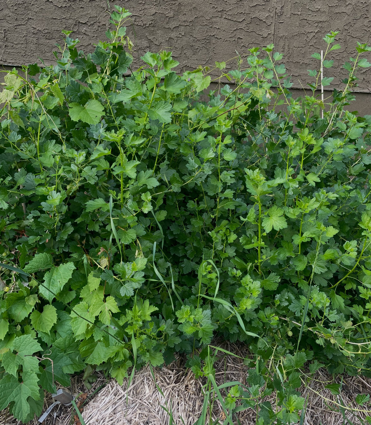 gooseberries sizing up, they'll be purple when ripe, image 2 of 3