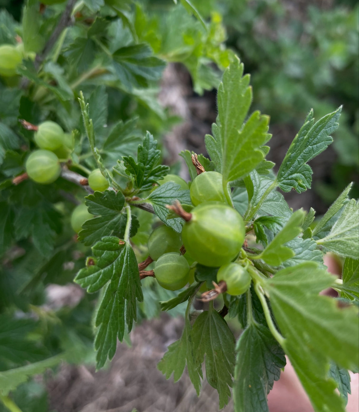 gooseberries sizing up, they'll be purple when ripe, image 3 of 3