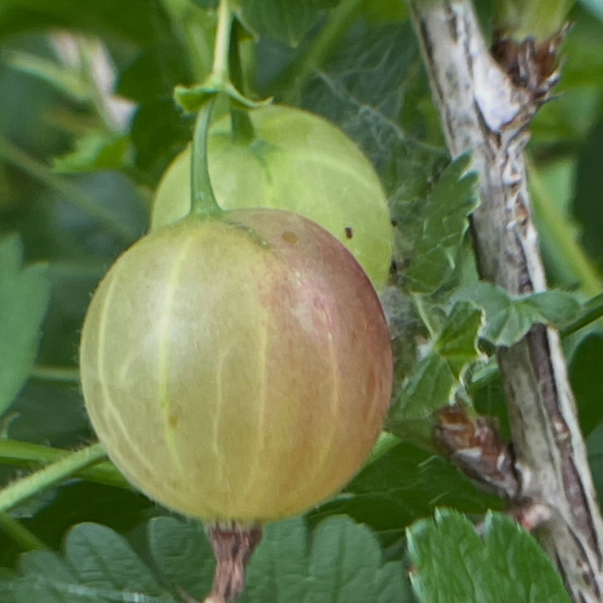 gooseberries starting to ripen, image 1 of 3