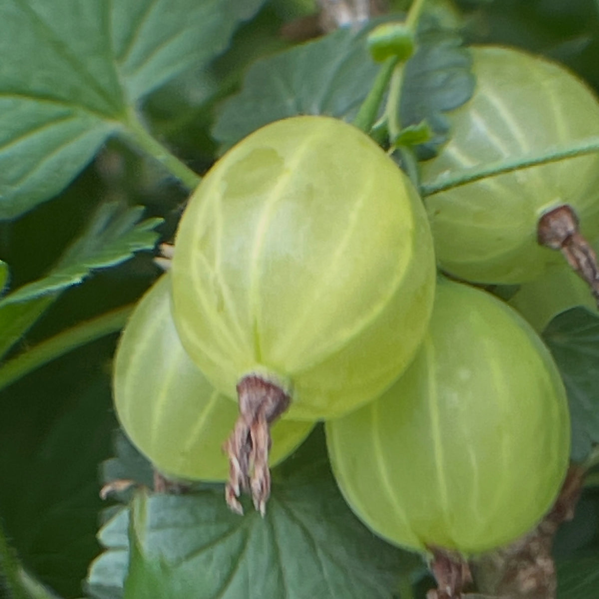 gooseberries starting to ripen, image 2 of 3