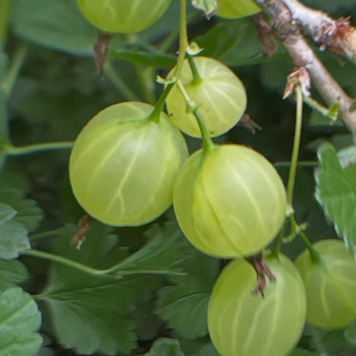 gooseberries starting to ripen, image 3 of 3