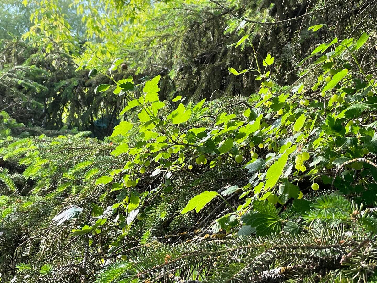gooseberry growing fully under this spruce and into the lower boughs, image 1 of 3
