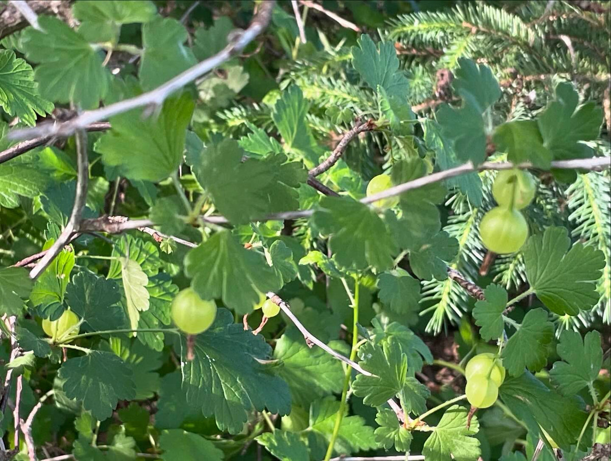 gooseberry growing fully under this spruce and into the lower boughs, image 2 of 3