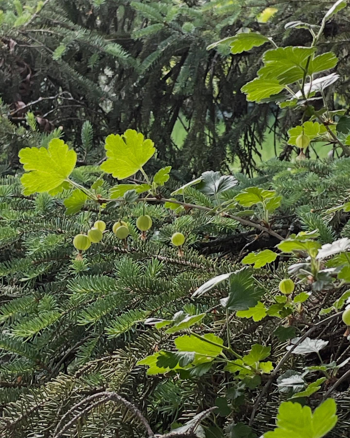 gooseberry growing in the boughs of this spruce tree, image 1 of 3