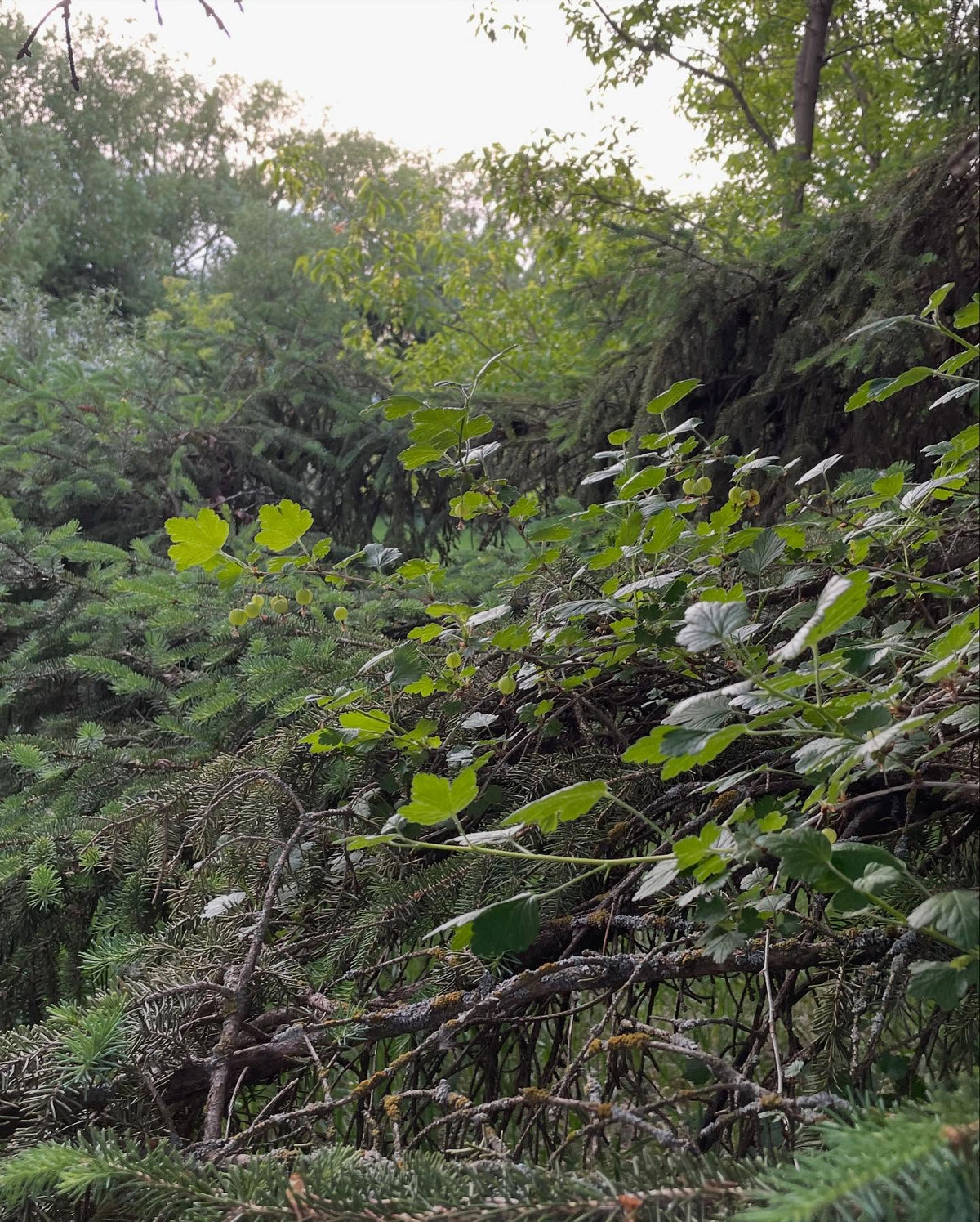 gooseberry growing in the boughs of this spruce tree, image 2 of 3
