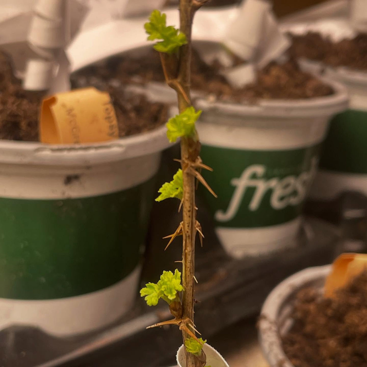 gooseberry plugs waking up