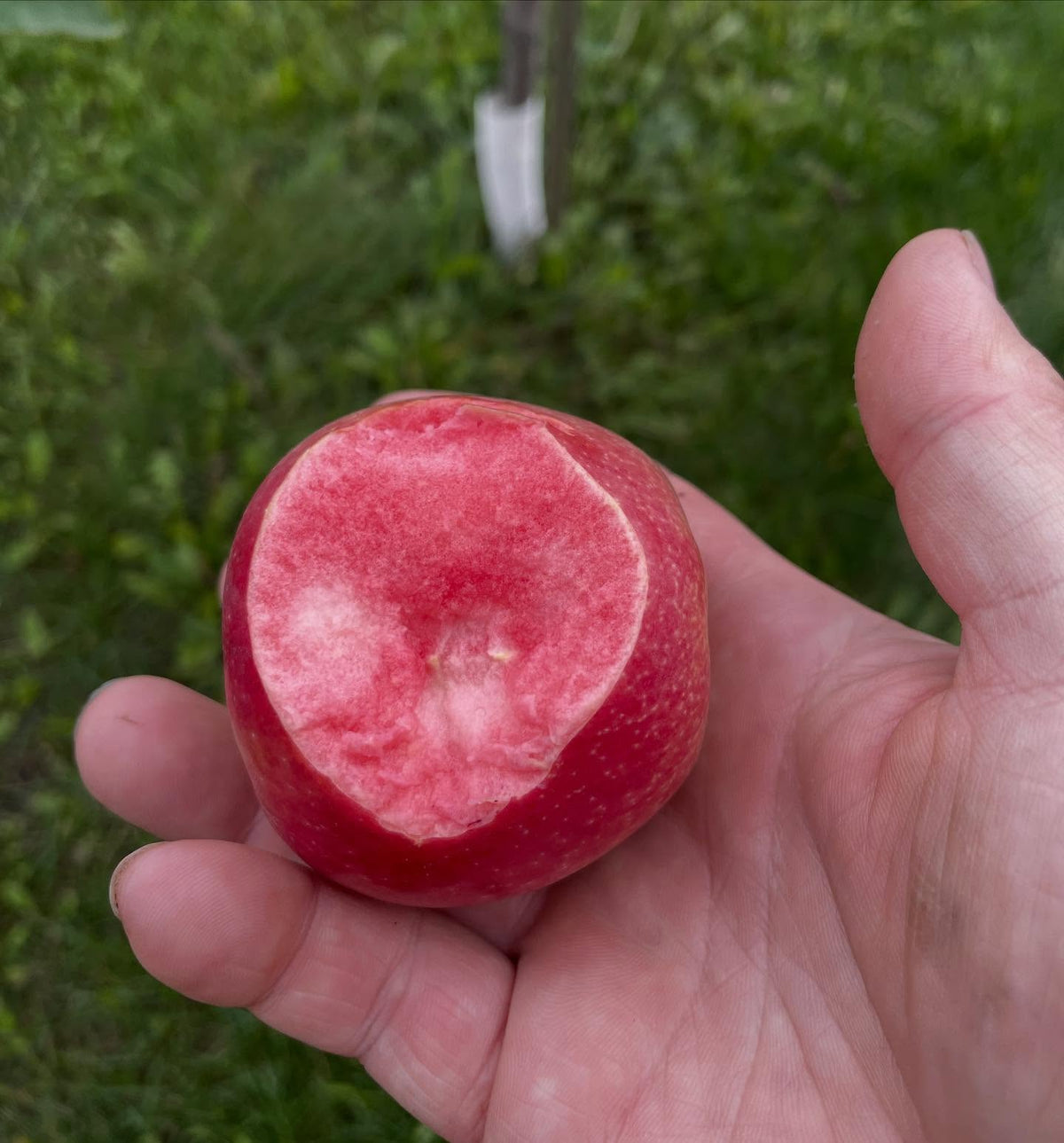 got to tour a local orchard and try a few apples, no even sure what this one was but liked the color