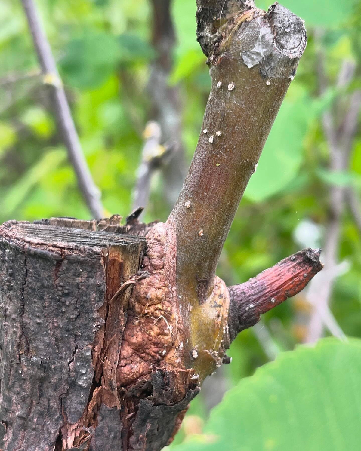 graft union for this one year old red leafed malus baccata on our native amelanchier alnifolia, an unusual combination, image 1 of 2