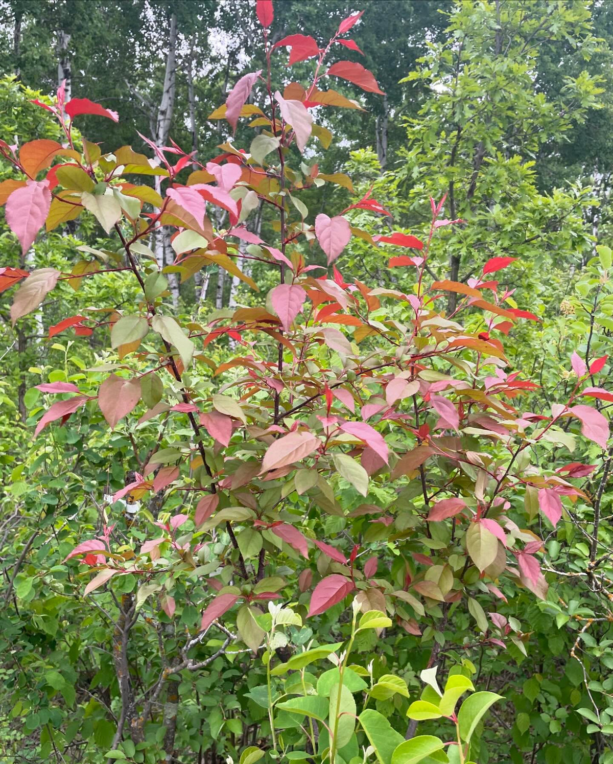 graft union for this one year old red leafed malus baccata on our native amelanchier alnifolia, an unusual combination, image 2 of 2