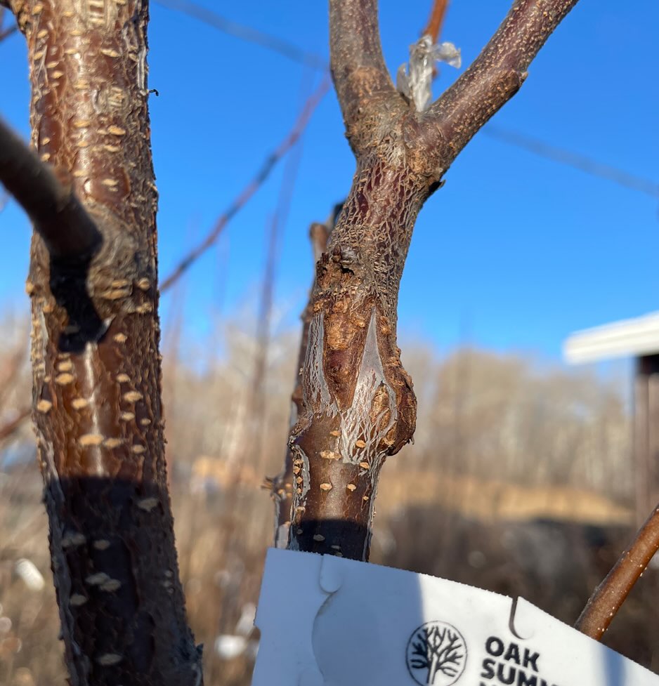 graft union with kyrgyz plum, prunus domestica, on top of a toka hybrid plum interstem