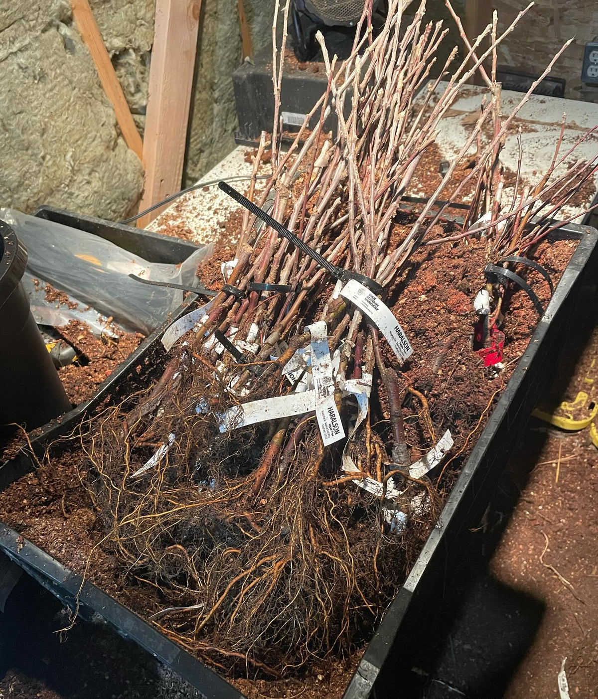 grafted apple trees in our root cellar getting packed away until spring