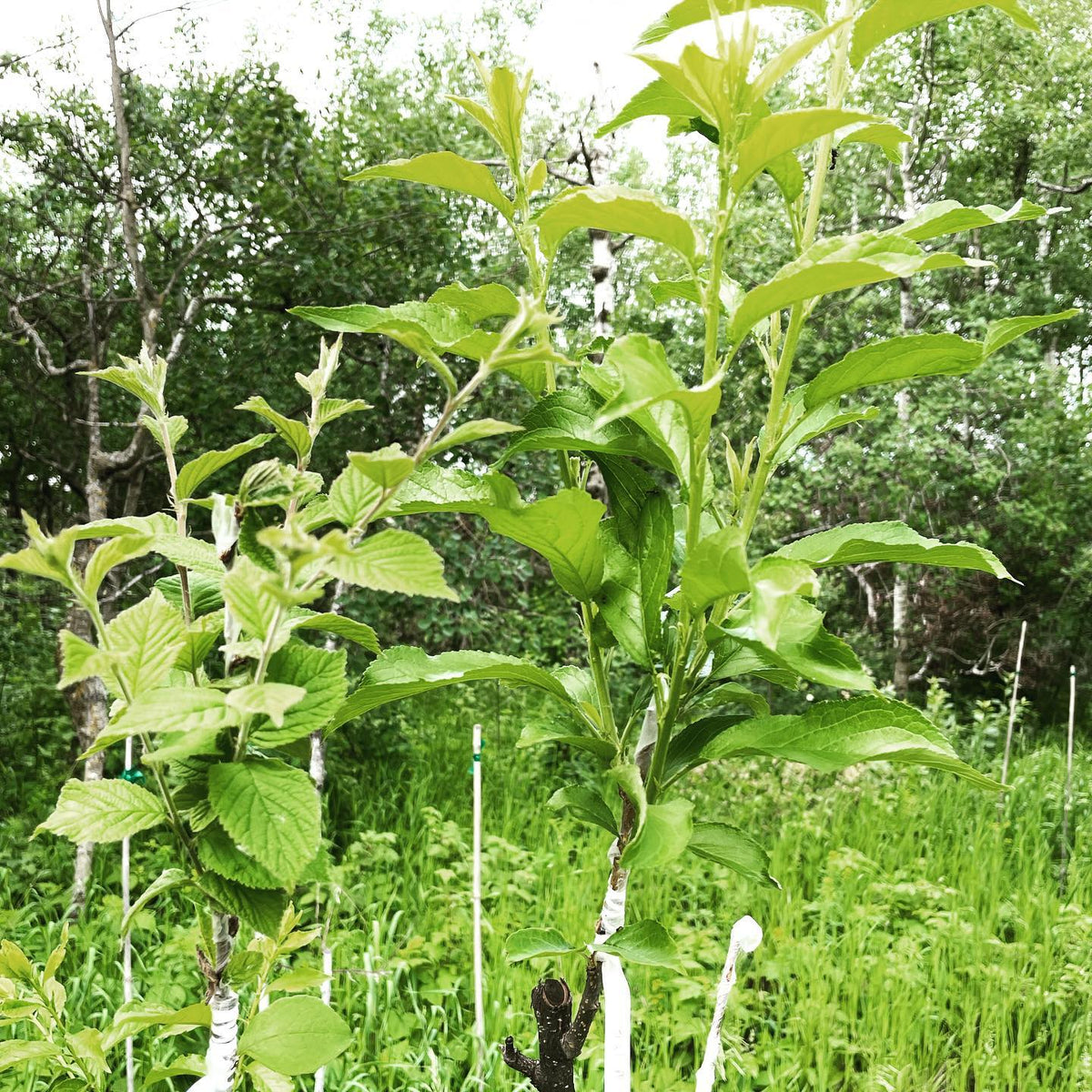 grafted plums are taking off